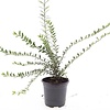 Lonicera pileata | 45 cm hoog | 15 cm pot