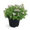 Spiraea japonica 'Little Princess' | 25 cm hoog | 15 cm pot