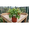 Fragaria vesca 'Alexandria' | Bosaardbei | 30 cm hoog | 17 cm pot