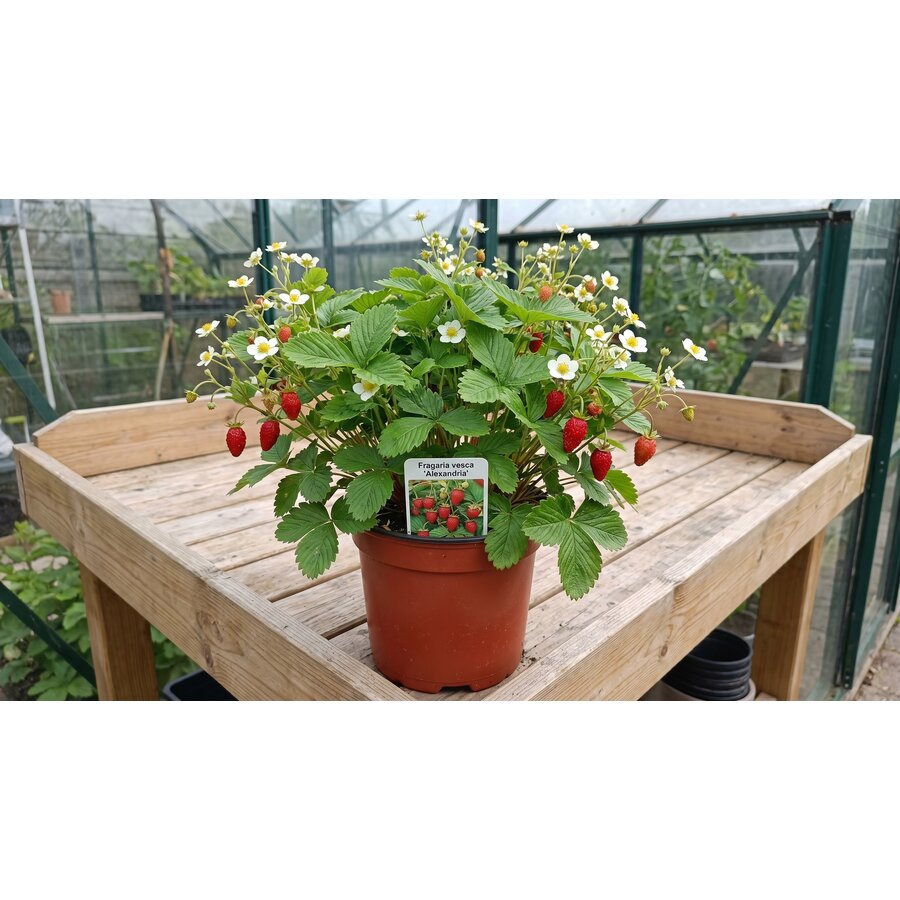 Fragaria vesca 'Alexandria' (bosaardbei) | 30 cm hoog | In 17 cm pot | Winterharde kleinfruitplant