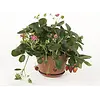 Fragaria 'Fragoo' | aardbei met roze bloemen | 17 cm pot | 20 cm hoog