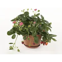 Fragaria 'Fragoo' aardbei met roze bloemen | 20 cm hoog | In 17 cm pot | Fruitplant voor tuin, balkon en terras