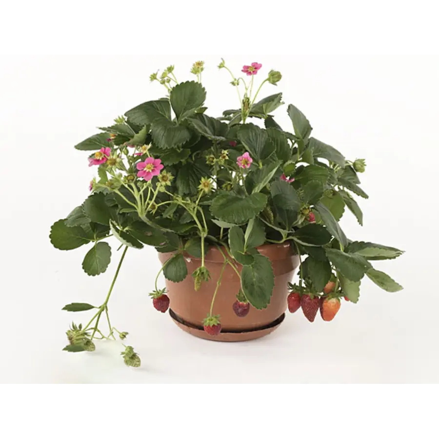 Fragaria 'Fragoo' aardbei met roze bloemen | 20 cm hoog | In 17 cm pot | Fruitplant voor tuin, balkon en terras