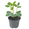 Aardbeienplant | 9 cm pot | ca. 10 tot 15 cm hoog