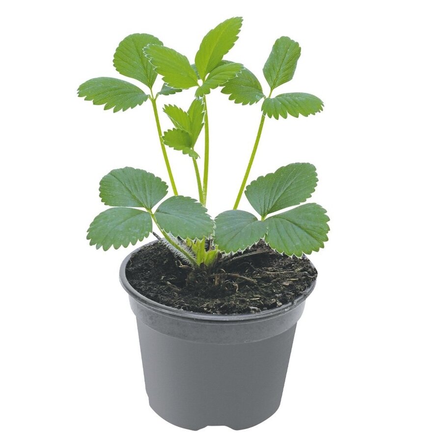 Aardbeienplant | 9 cm pot | ca. 10 tot 15 cm hoog | doordragend type voor zomerse aardbeien