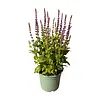 Salvia nemorosa 'Ostfriesland' | Salie | 50 cm hoog | 13 cm pot