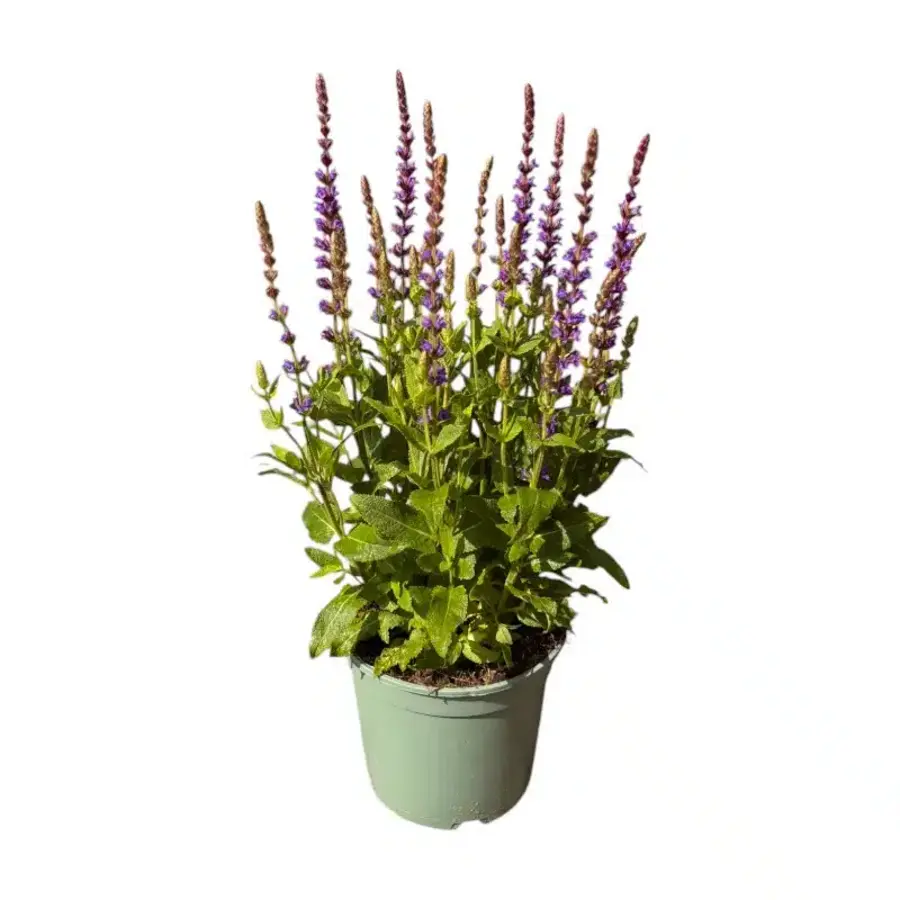 Salvia nemorosa 'Ostfriesland' (salie) | 50 cm hoog | In 13 cm pot | Paarsbloeiende vaste tuinplant