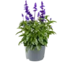Salvia farinacea | Meelsalie | 20 tot 30 cm hoog | 13 cm pot