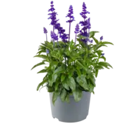 Salvia farinacea (meelsalie) | 20 tot 30 cm hoog | In 13 cm pot | Blauw bloeiende tuinplant