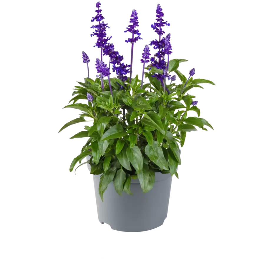 Salvia farinacea (meelsalie) | 20 tot 30 cm hoog | In 13 cm pot | Blauw bloeiende tuinplant
