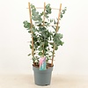 Eucalyptus cinerea Silver Dollar op piramide klimrek | 65 cm hoog | 17 cm pot