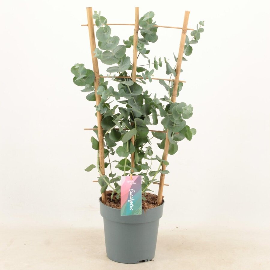 Eucalyptus cinerea Silver Dollar op piramide klimrek | 65 cm hoog | In 17 cm pot | Zilvergroene tuinplant