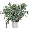 Eucalyptus cinerea Silver Dollar | Opgebonden | 65 cm hoog | 17 cm pot