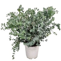 Eucalyptus cinerea Silver Dollar opgebonden | 65 cm hoog | In 17 cm pot | Zilvergroene terrasplant
