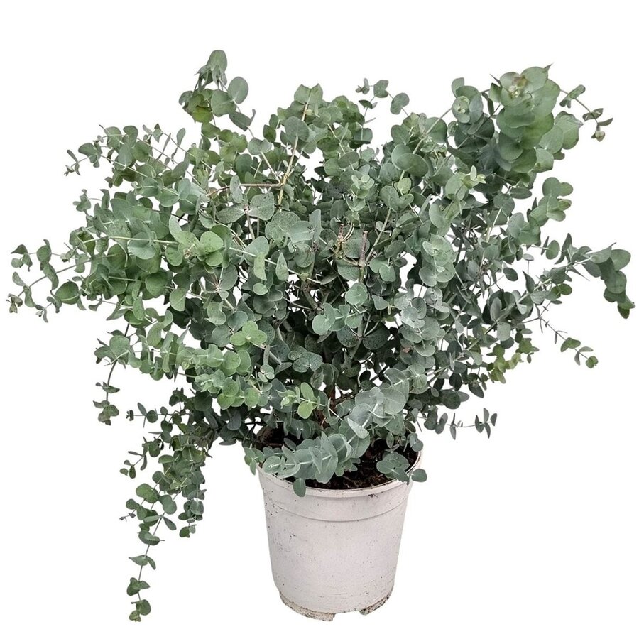 Eucalyptus cinerea Silver Dollar opgebonden | 65 cm hoog | In 17 cm pot | Zilvergroene terrasplant