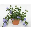 Convolvulus sabatius 'Early Blue' blauwe winde | 10 cm pot | 15 cm hoog