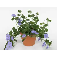 Convolvulus sabatius 'Early Blue' blauwe winde | 15 cm hoog | In 10 cm pot | Rijkbloeiende hangende tuinplant