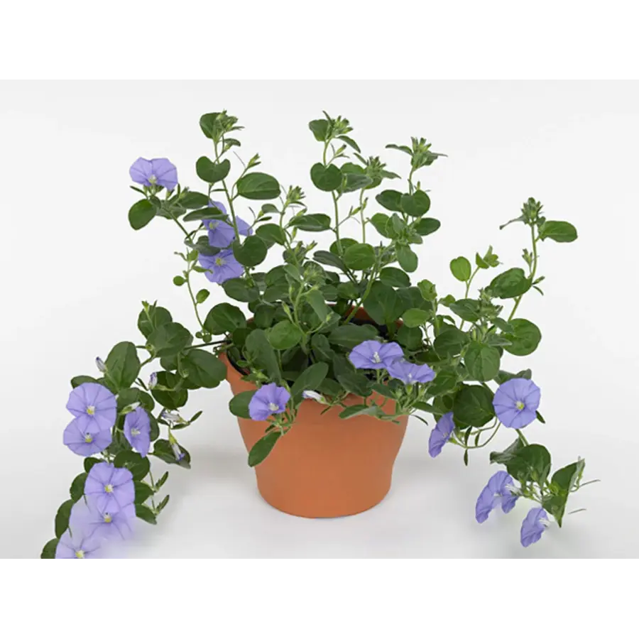 Convolvulus sabatius 'Early Blue' blauwe winde | 15 cm hoog | In 10 cm pot | Rijkbloeiende hangende tuinplant