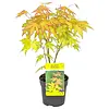 Acer palmatum Orange Dream | 40 cm hoog | 10 cm pot