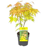 Acer palmatum Orange Dream | Japanse esdoorn | 40 cm hoog | 10 cm pot | oranjegeel blad