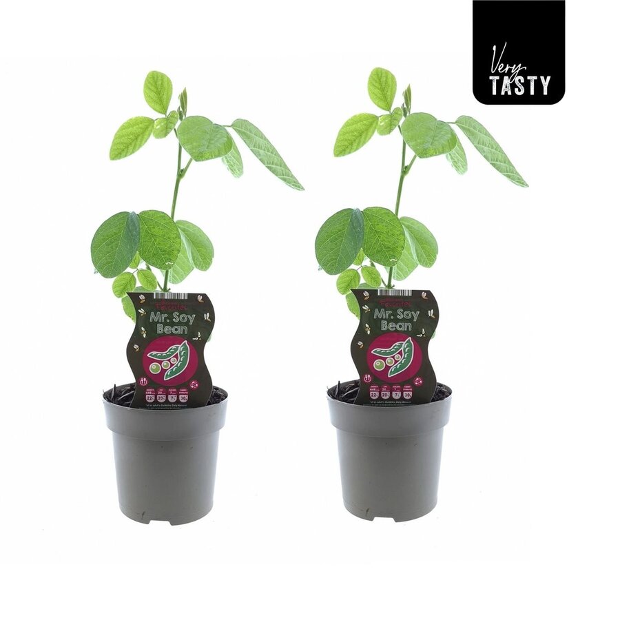 Glycine max (Sojaboon) | ca. 20 tot 30 cm hoog | In 15 cm pot | Eetbare moestuinplant
