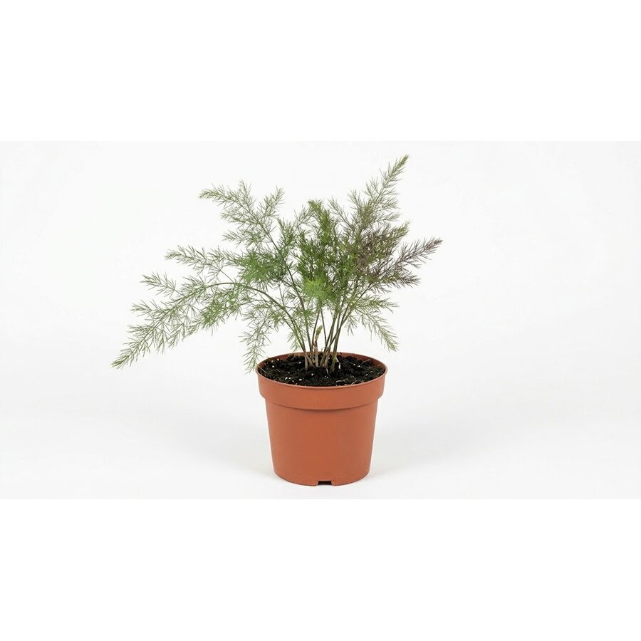 Asparagus officinalis 'Erasmus' paarse asperge | eetbare aspergeplant | ca. 20 cm hoog | 15 cm pot