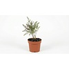 Asparagus officinalis 'Gijnlim' | Eetbare asperge plant | 15 cm pot