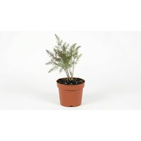 Asparagus officinalis 'Gijnlim' | Eetbare asperge plant voor groene en witte teelt | In 15 cm pot