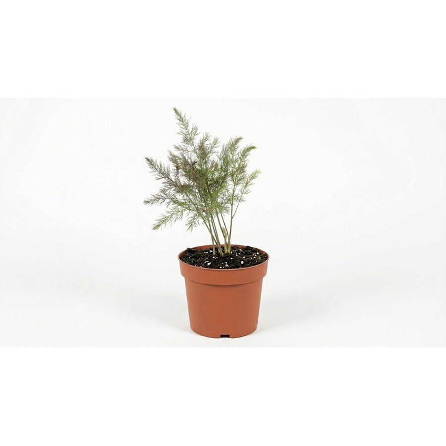 Asparagus officinalis 'Gijnlim' | Eetbare asperge plant voor groene en witte teelt | In 15 cm pot