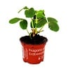Fragaria Raspberry | Frambozenaardbei | 10 tot 15 cm hoog | 9 cm pot