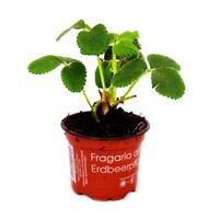 Fragaria Raspberry frambozenaardbei | 10 tot 15 cm hoog | in 9 cm pot | bijzondere aardbei voor tuin en balkon