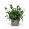 Dianthus Dinah | 15 cm hoog | 9 cm pot