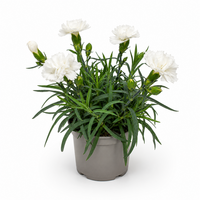Dianthus Dinah | Witte anjer | 15 cm hoog | In 9 cm pot | Rijkbloeiende tuinplant