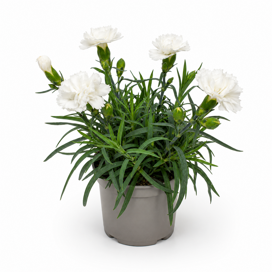 Dianthus Dinah | Witte anjer | 15 cm hoog | In 9 cm pot | Rijkbloeiende tuinplant