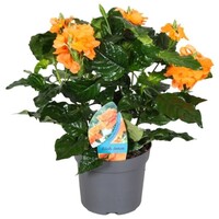 Crossandra infundibuliformis 'Fortuna' | 13 cm pot | ca. 25 cm hoog | Oranje bloeiende terras en kamerplant