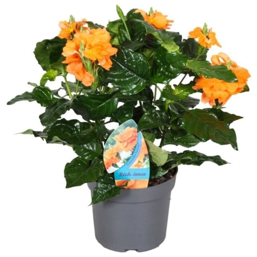 Crossandra infundibuliformis 'Fortuna' | 13 cm pot | ca. 25 cm hoog | Oranje bloeiende terras en kamerplant