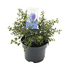 Ceanothus thyrsiflorus var. repens | Amerikaanse sering | 25 cm hoog | 17 cm pot