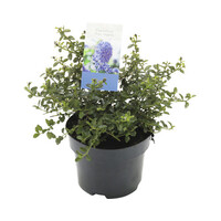 Ceanothus thyrsiflorus var. repens | Kruipende Amerikaanse sering | 25 cm hoog | In 17 cm pot