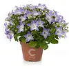 Campanula isophylla Berlin Bicolor | 11 cm pot | ca. 15 cm hoog