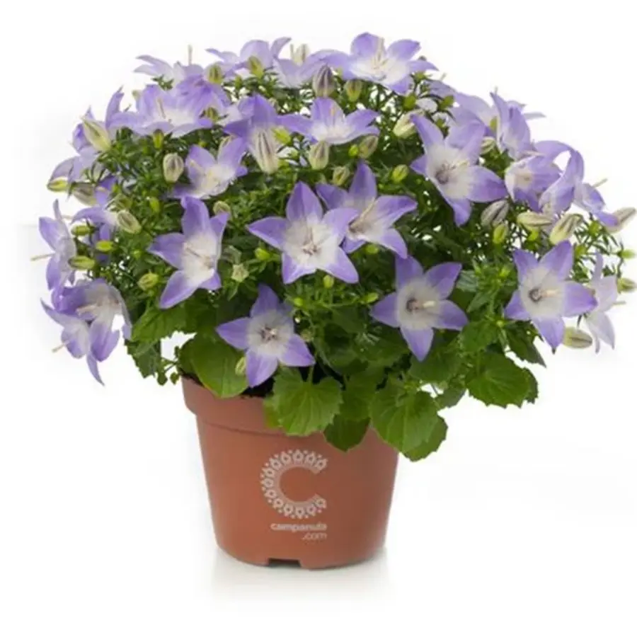 Campanula isophylla Berlin Bicolor | Sterklokjesbloem | ca. 15 cm hoog | In 11 cm pot | Tweekleurige balkonplant