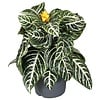 Aphelandra squarrosa 'Dania' | Zebraplant | 13 cm pot | 35 cm