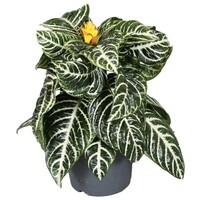 Aphelandra squarrosa 'Dania' | Zebraplant | terrariumplant en kamerplant | 13 cm pot | 35 cm hoog
