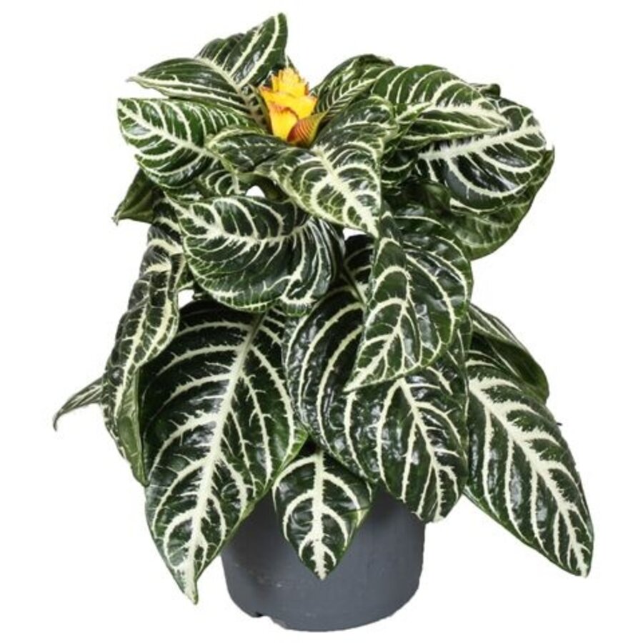 Aphelandra squarrosa 'Dania' | Zebraplant | terrariumplant en kamerplant | 13 cm pot | 35 cm hoog