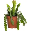 Epiphyllum anguliger | 12 cm pot | 25 cm hoog