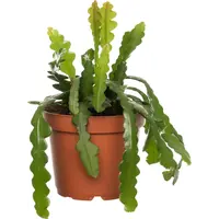 Epiphyllum anguliger | visgraatcactus | zaagcactus | 12 cm pot | 25 cm hoog