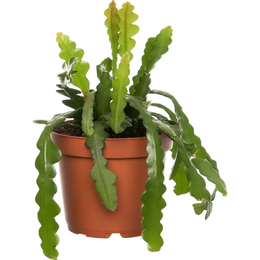 Epiphyllum anguliger | visgraatcactus | zaagcactus | 12 cm pot | 25 cm hoog