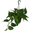 Epipremnum pinnatum | 17 cm hangpot