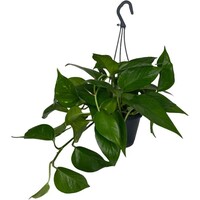 Epipremnum pinnatum | 17 cm hangpot | tropische hangplant voor terrarium en woonkamer