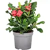 Euphorbia milii Vulcanus | 12 cm pot | 22 cm hoog