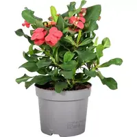Euphorbia milii Vulcanus | Christusdoorn met rode bloei | 12 cm pot | 22 cm hoog
